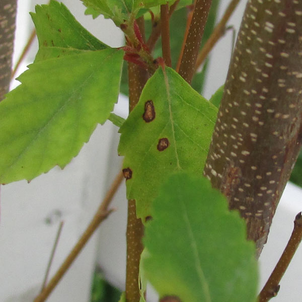 leaf spot