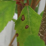 Leaf spot on trees