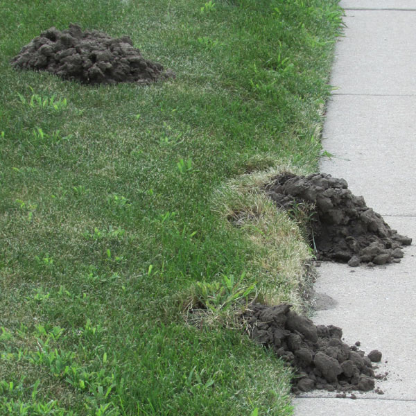 mole activity