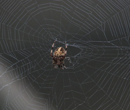 spiders