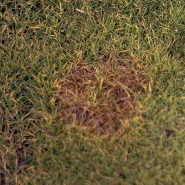 Pink Snow Mold Disease on Turf