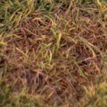 Pink Snow Mold in turf