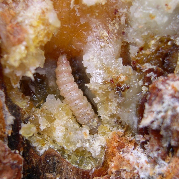 pitch mass borer