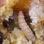 Pitch Mass Borer