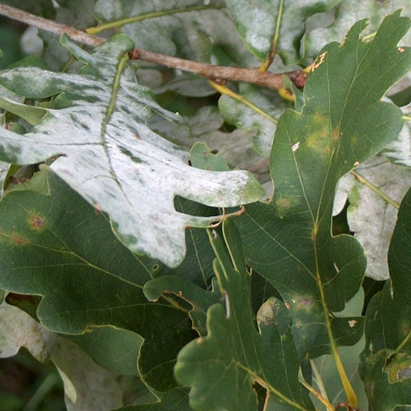 powdery mildew