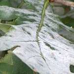 Powdery Mildew