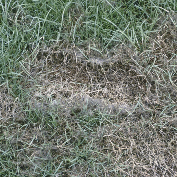 Pythium blight Disease on Turf