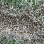 Pythium Blight in turf