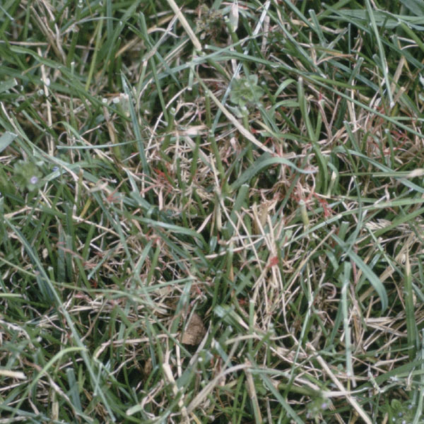 Red Thread Disease on Turf