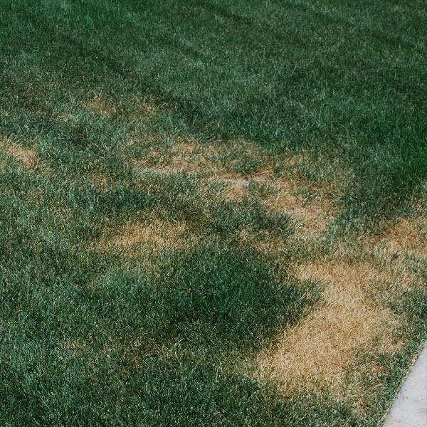 Necrotic Ring Spot Disease on Turf