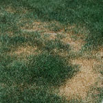 Necrotic ring spot in turf