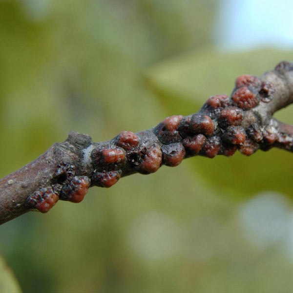 Scale Insects