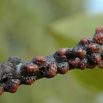 scale insects