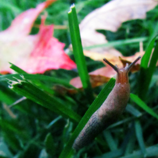 a slug on grass