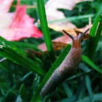 snails and slugs