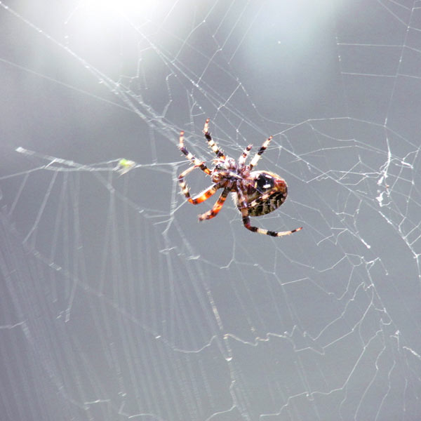 spider on web