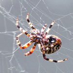 spiders
