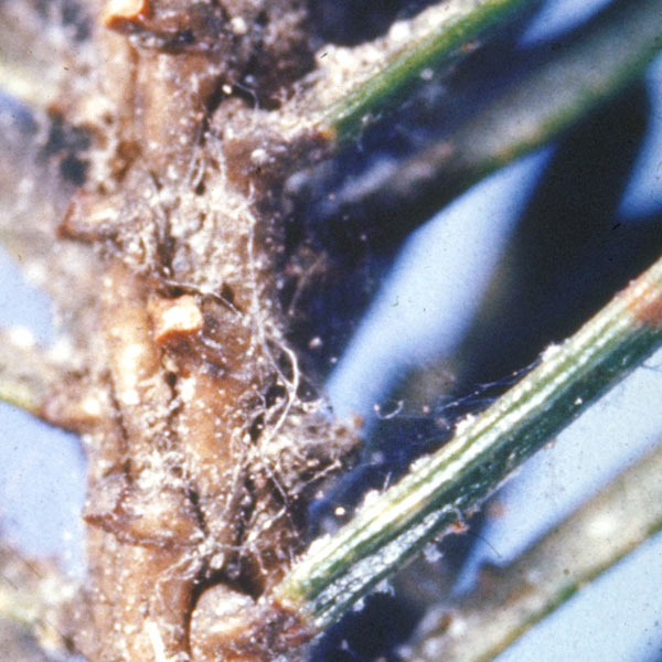 Spider mites