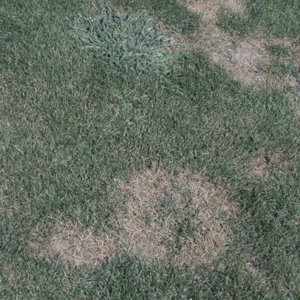 Rust on Turf