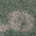 Summer patch in lawn
