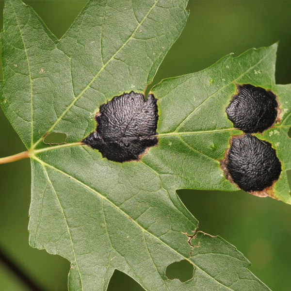 tar spot