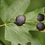 Tar Spot on maple leaf