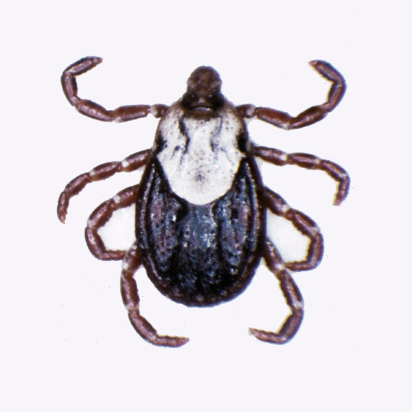 Ticks