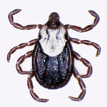 ticks