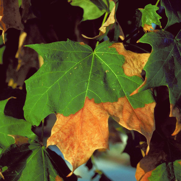 drought on trees
