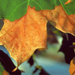 drought symptoms on trees