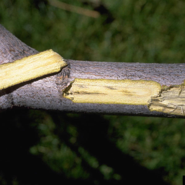 verticillium wilt