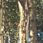 winter damage