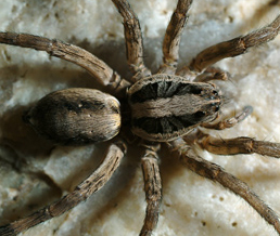spiders