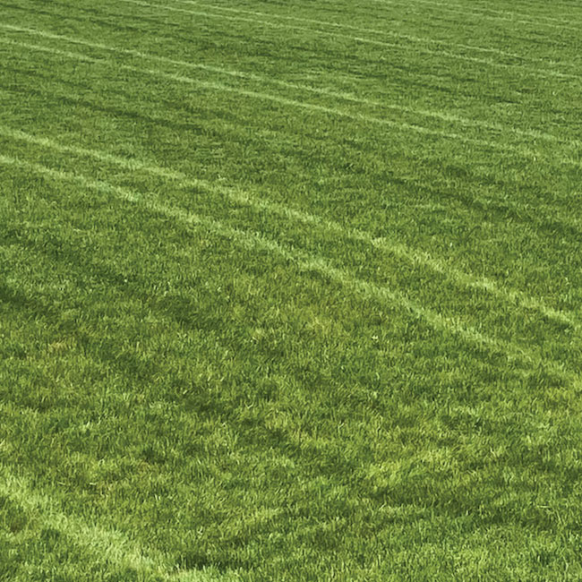 green weed gree grass