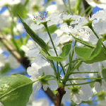 tree spring care company