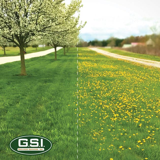 weed control service on lawn